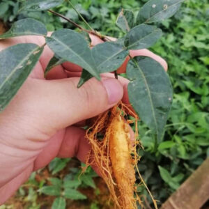 Cây Giống Combo 500 Cây