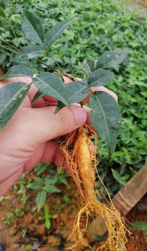 Cây Giống Combo 500 Cây