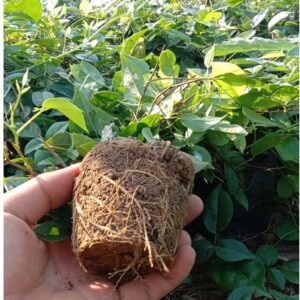 Cây Giống Combo 50 Cây