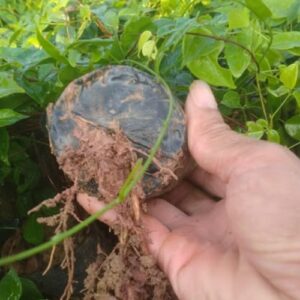 Cây Giống Combo 200 Cây