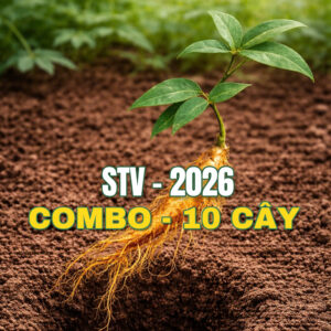 Combo 10 Cây STV2026